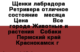 Щенки лабрадора Ретривера отличное состояние 2 месяца › Цена ­ 30 000 - Все города Животные и растения » Собаки   . Пермский край,Краснокамск г.